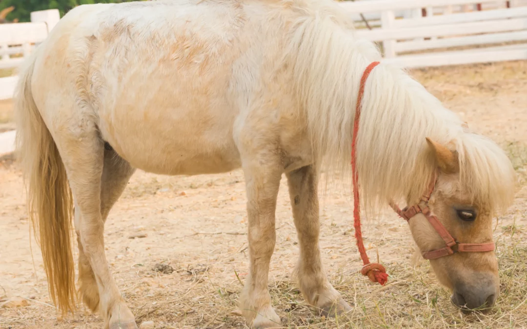 Obesity Prevalence in Horses & Ponies