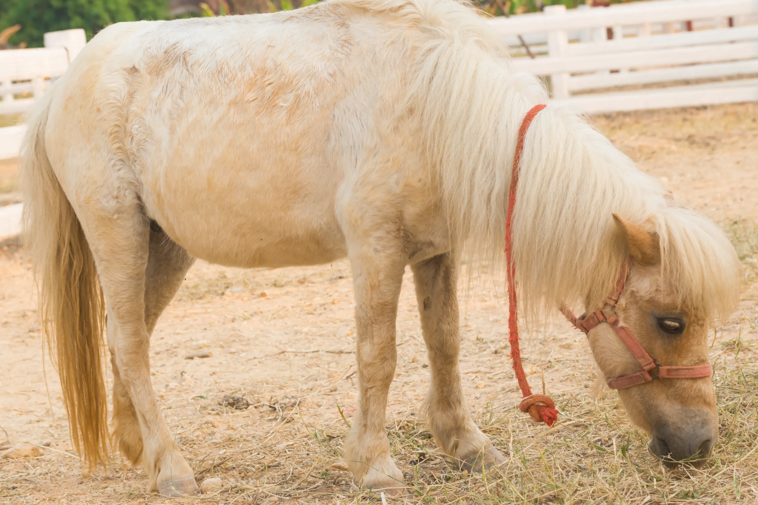 Obesity Prevalence in Horses & Ponies - HorsePlay NZ