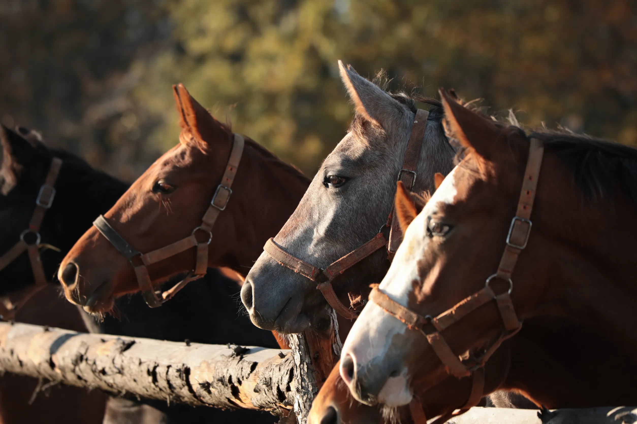 Top quality horse tack